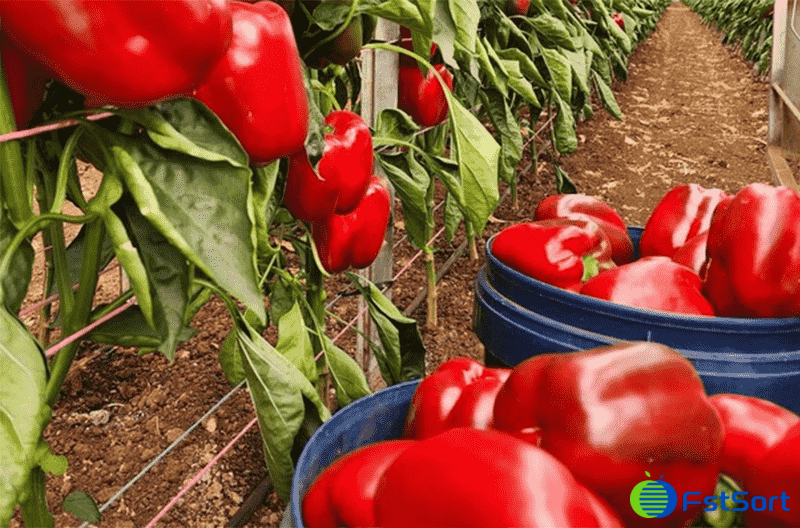 images/1748420791668sorting capsicums.png